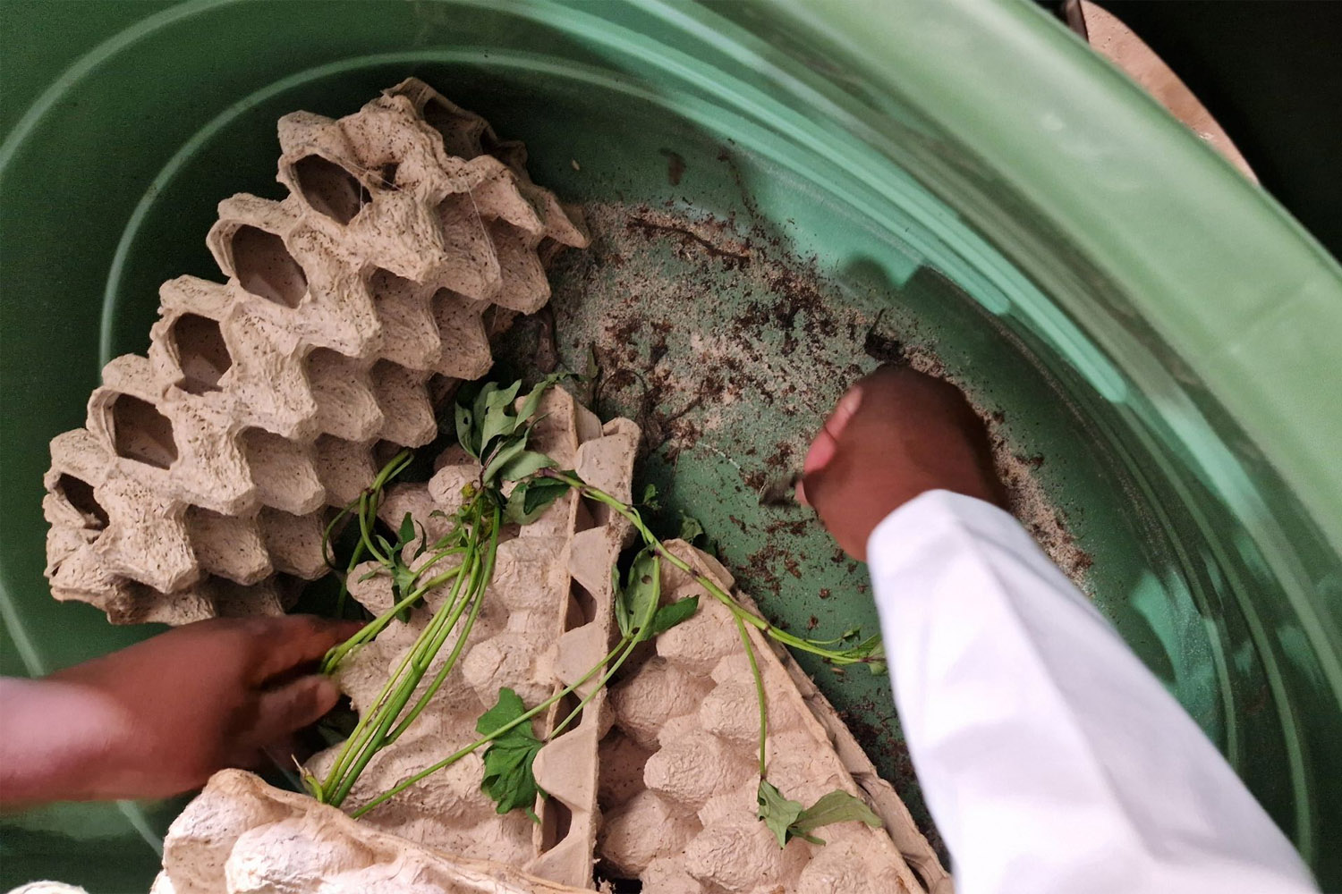 Research with partners in Zimbabwe improves nutritional value of insects