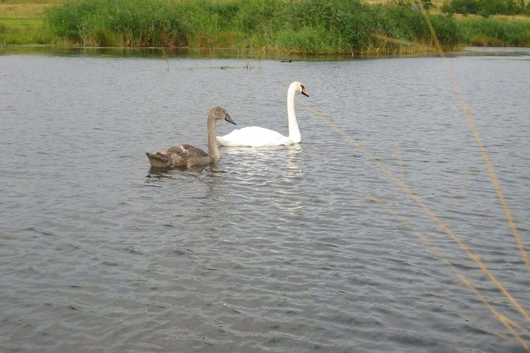 DEX wetland plus swans