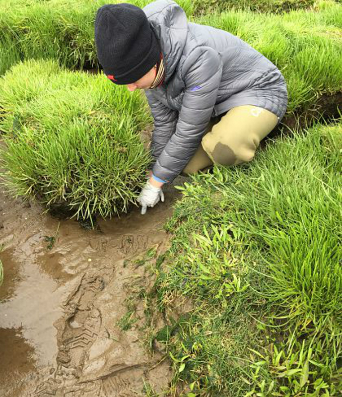 Bacteria analysed in coastal erosion project