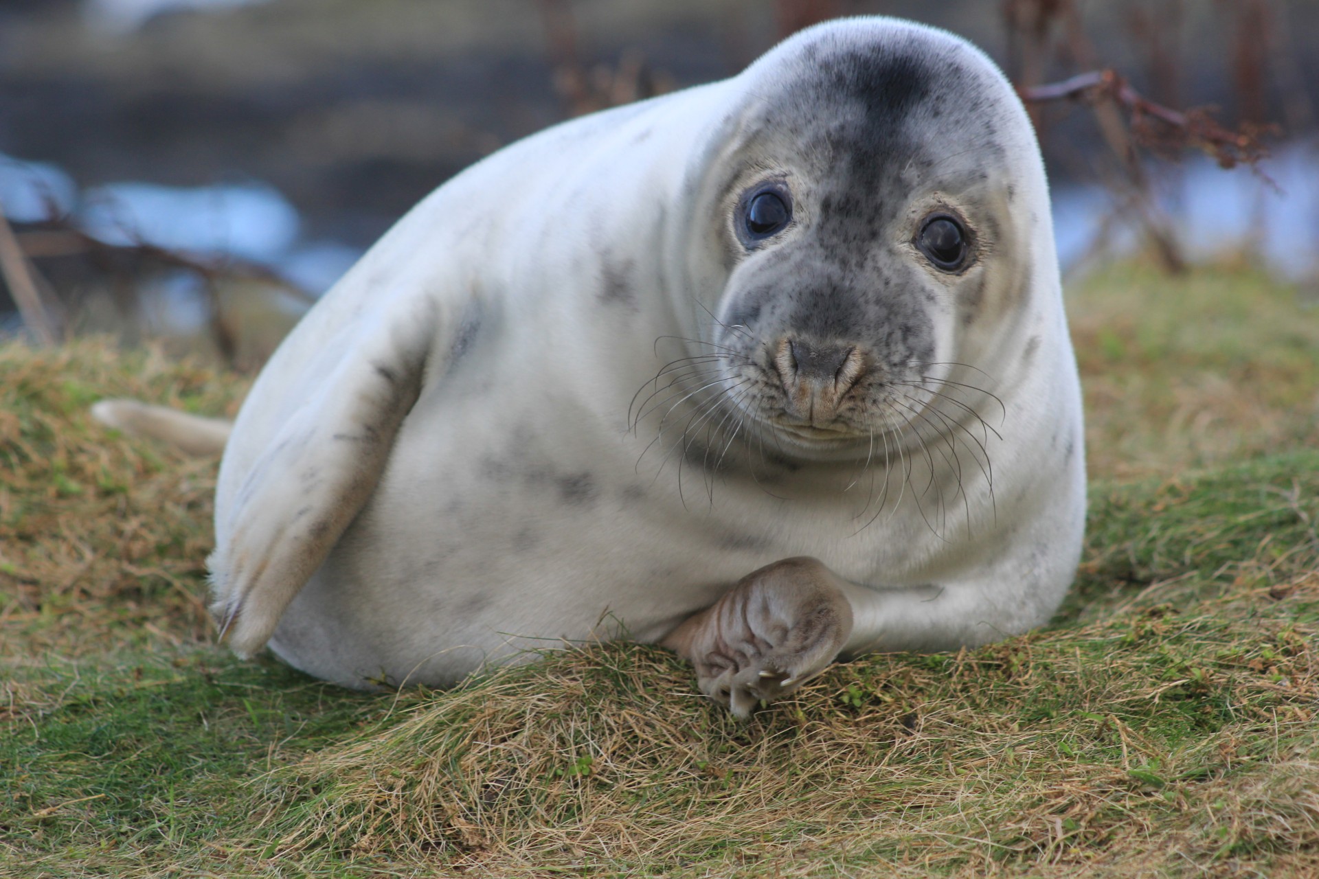 A seal pup