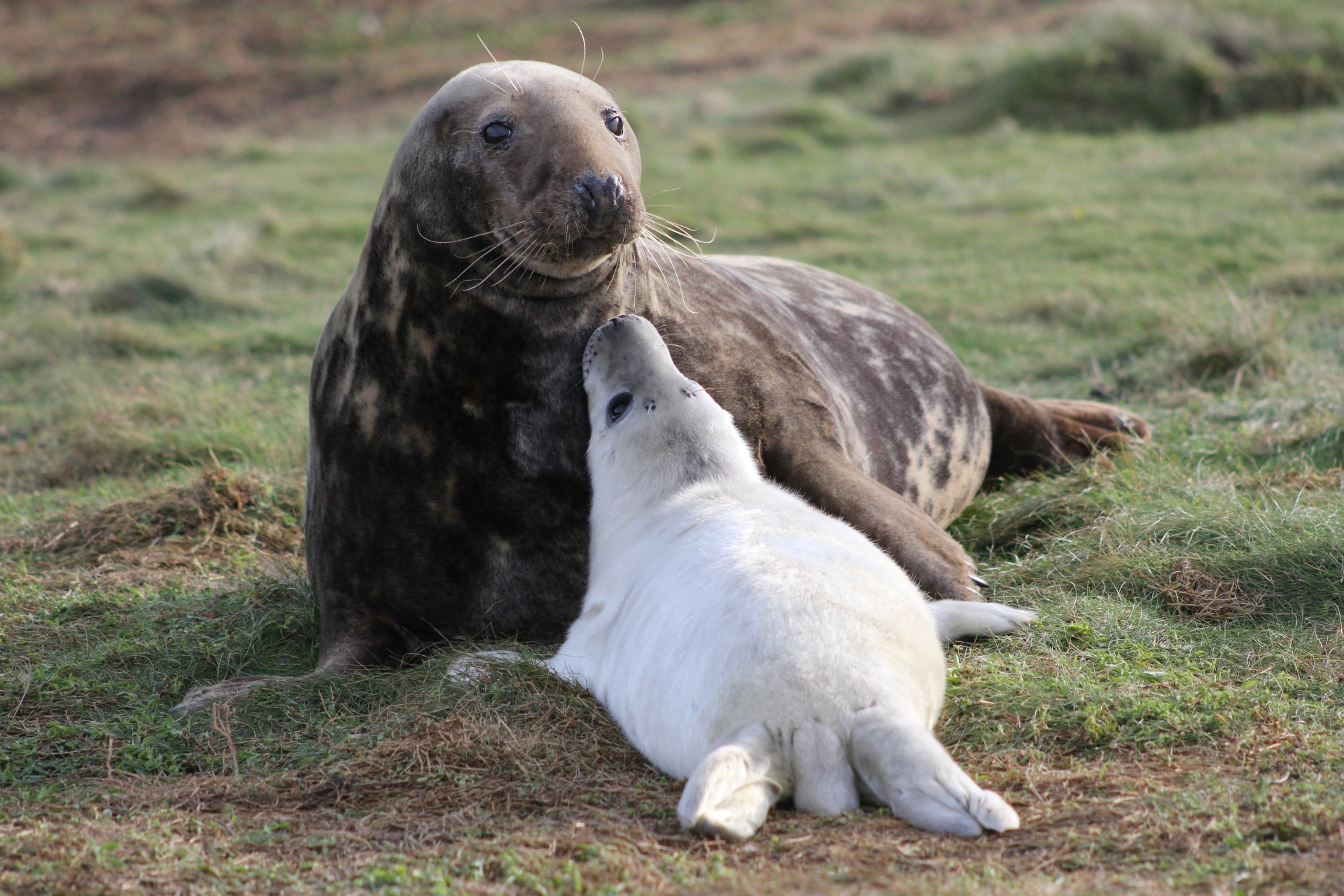 Risk to baby seals from chemicals in mothers’ milk