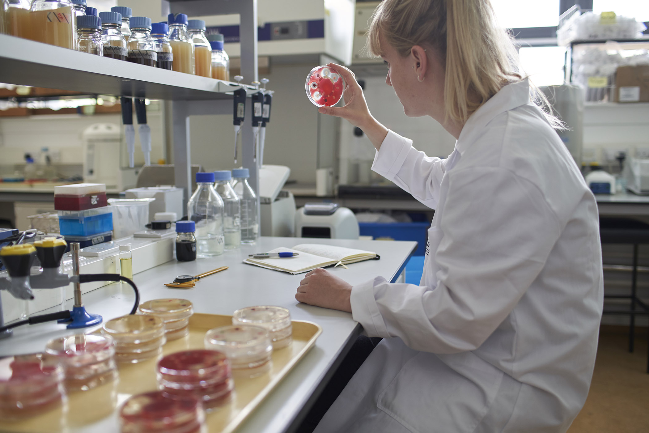 Student working at lab bench with agar plates