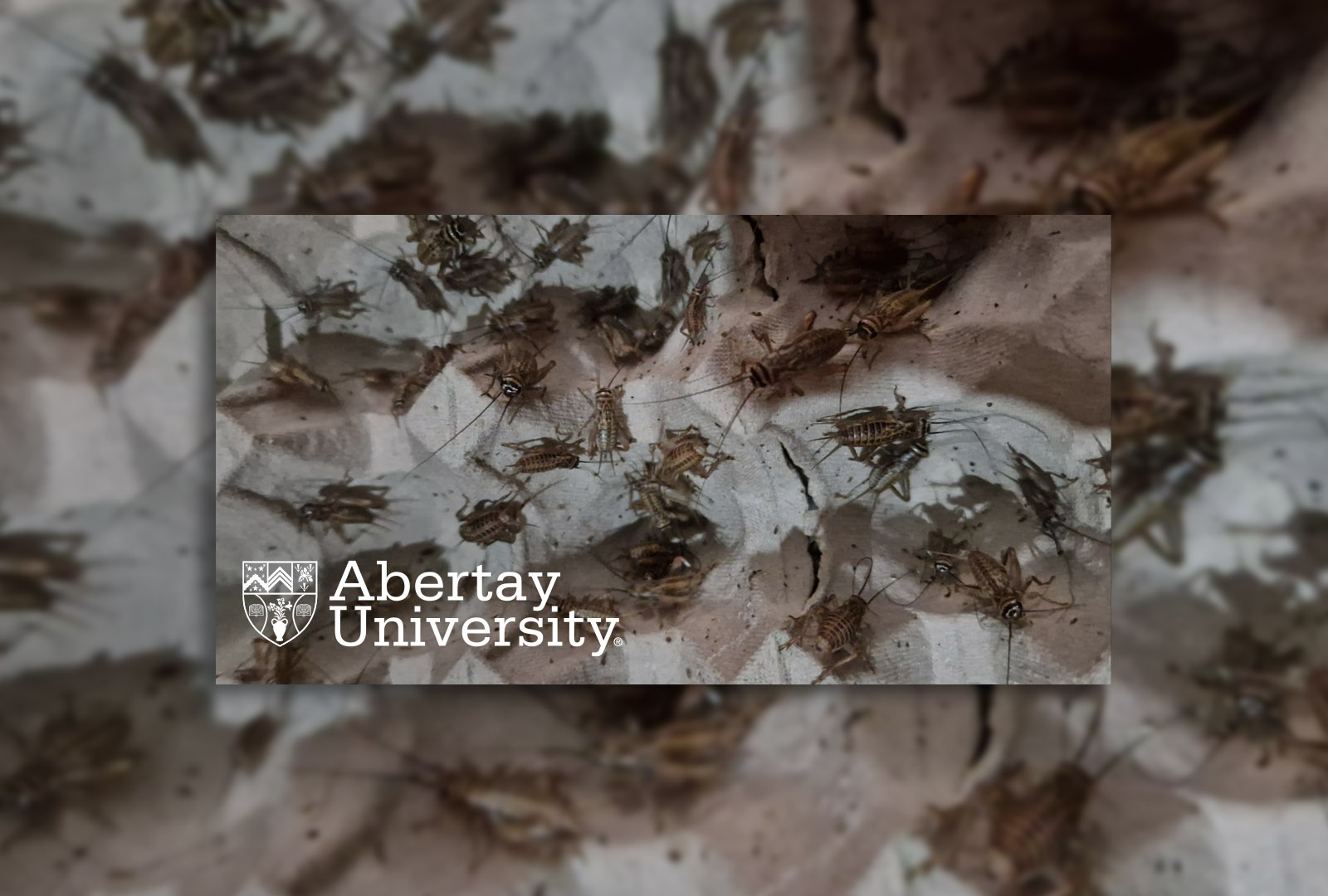 Crickets fed healthy diets to unlock sustainable food